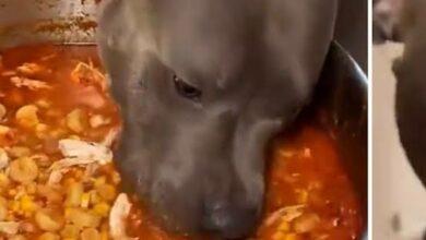 Photo of Perrito “se come” olla de pozole y se vuelve viral, pero todo fue creado con IA