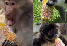 Photo of Changuitos del Zoológico de Morelia celebran las fiestas patrias con elotes