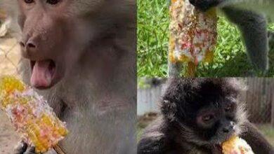 Photo of Changuitos del Zoológico de Morelia celebran las fiestas patrias con elotes