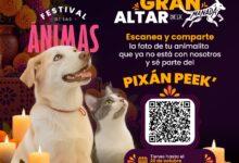 Photo of ¿Hay un perrito o gatito que ya no está contigo, pero sigue ocupando un lugar en casa?