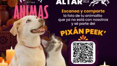 Photo of ¿Hay un perrito o gatito que ya no está contigo, pero sigue ocupando un lugar en casa?