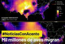 Photo of Mil millones de aves migran en una sola noche a la Península de Yucatán