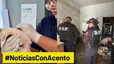 Photo of Denunciarán por presunta crueldad animal tras herida a Blanquis en el caso Bojórquez