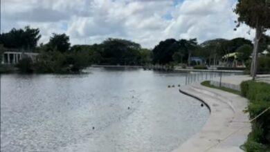 Photo of Detectan amebas del género Naegleria en seis lagos de Mérida; aún investigan si son peligrosas