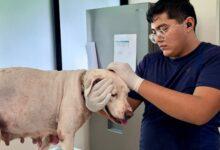 Photo of Oso y Blanquis no serán sacrificados: buscarán un nuevo hogar en Mérida