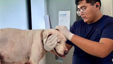 Photo of Oso y Blanquis no serán sacrificados: buscarán un nuevo hogar en Mérida