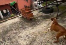 Photo of Perrito se convierte en el guardián de una piñata y conquista las redes sociales