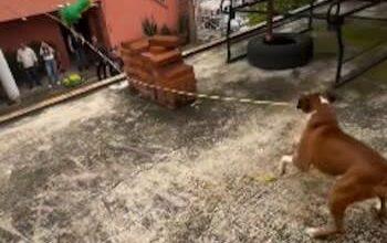 Photo of Perrito se convierte en el guardián de una piñata y conquista las redes sociales