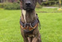 Photo of Tlacoyo, el perrito rescatado que conquista La Granja VIP