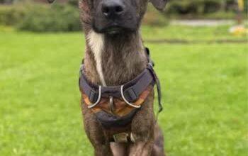Photo of Tlacoyo, el perrito rescatado que conquista La Granja VIP