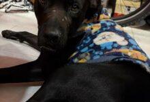 Photo of Kelleb encuentra nuevo hogar tras ser abandonado en Santa María la Ribera