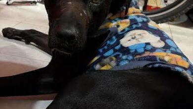 Photo of Kelleb encuentra nuevo hogar tras ser abandonado en Santa María la Ribera