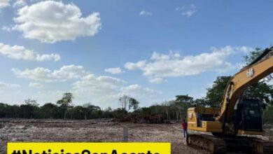 Photo of La Península de Yucatán perdió 285 mil hectáreas de selva en cuatro años