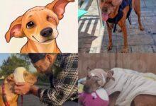 Photo of Archie, el perrito que conmovió a miles, perdió la batalla