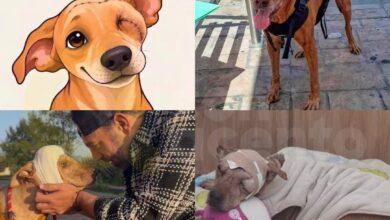 Photo of Archie, el perrito que conmovió a miles, perdió la batalla